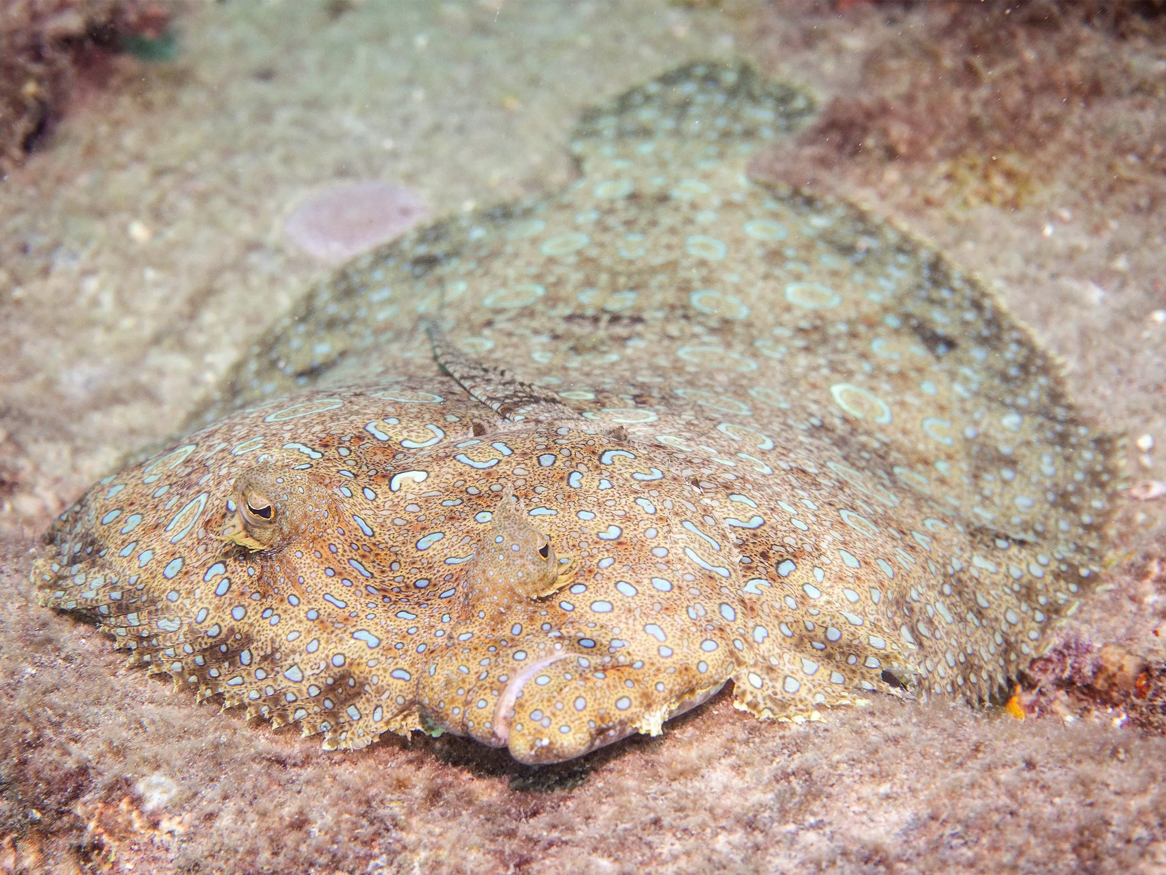 Underwater photography by Selina Cheng, Flounder