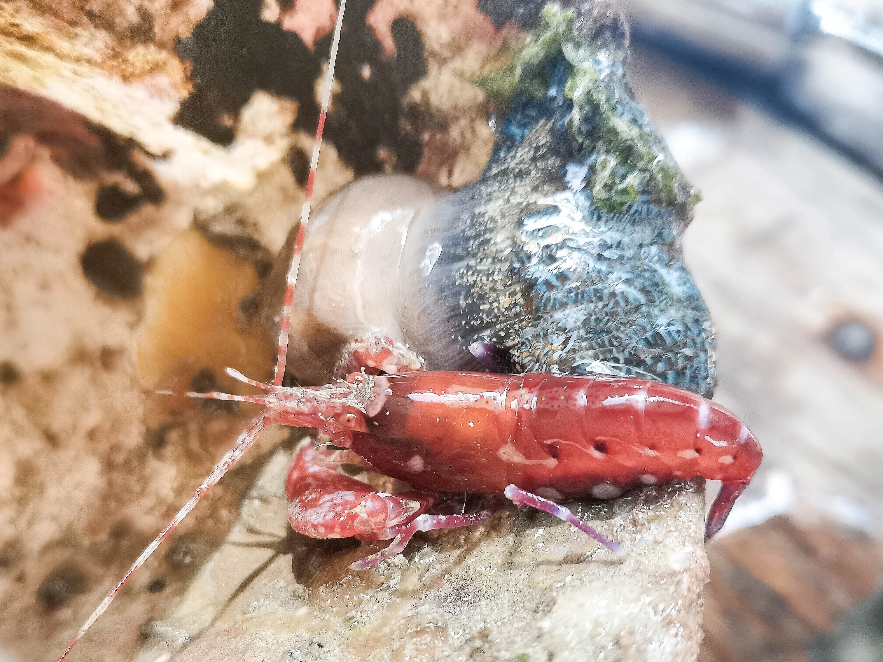 Nature photography by Selina Cheng, Shrimp
