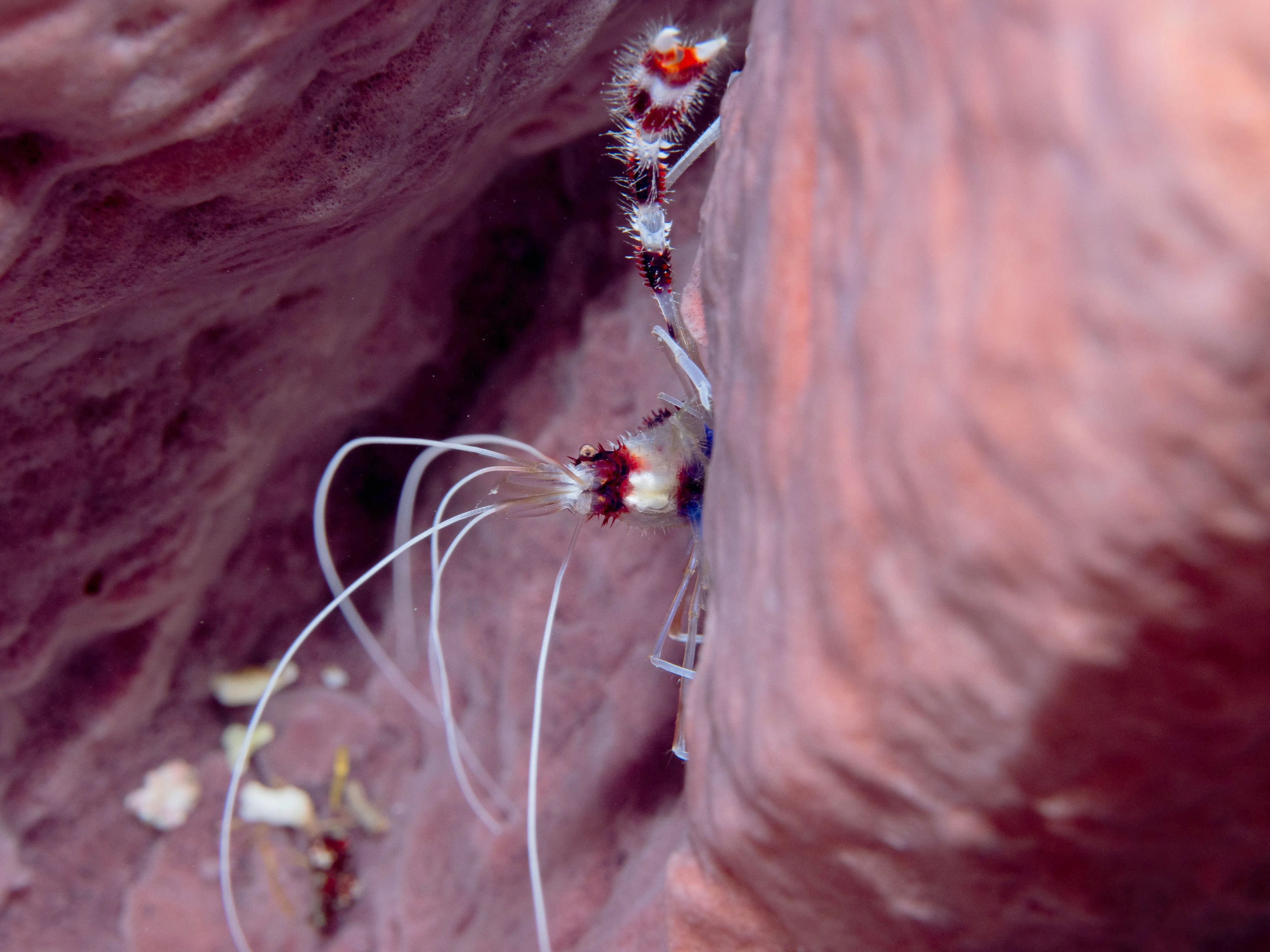 Underwater photography by Selina Cheng, banded shrimp