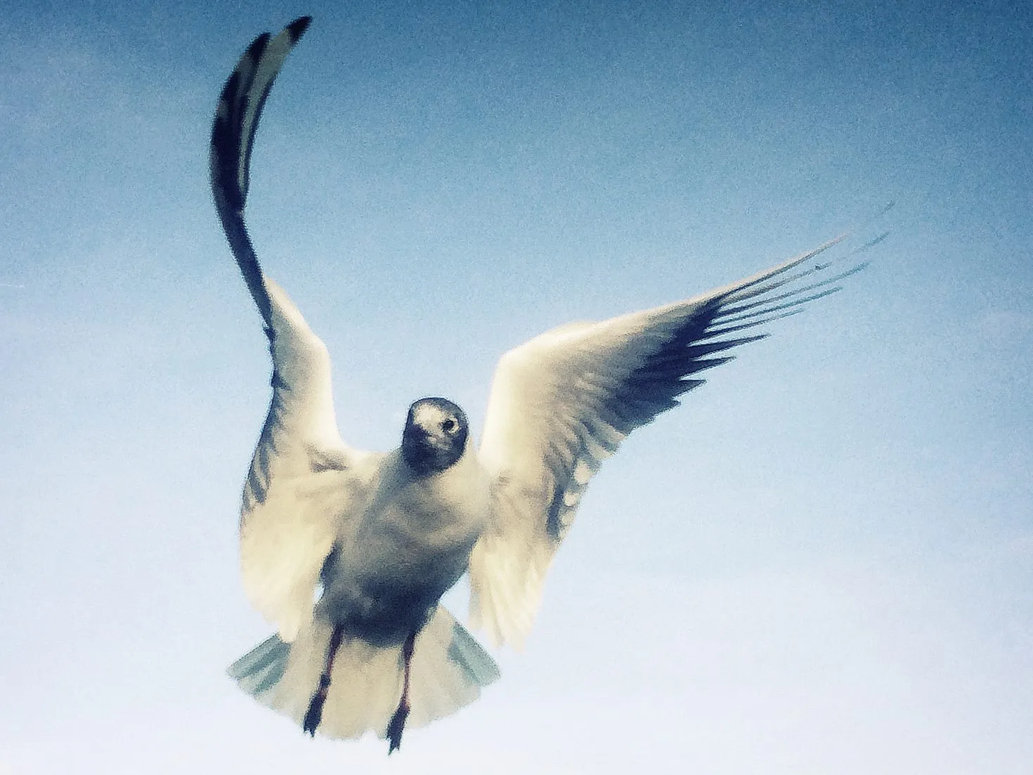 Nature photography by Selina Cheng, birdflight