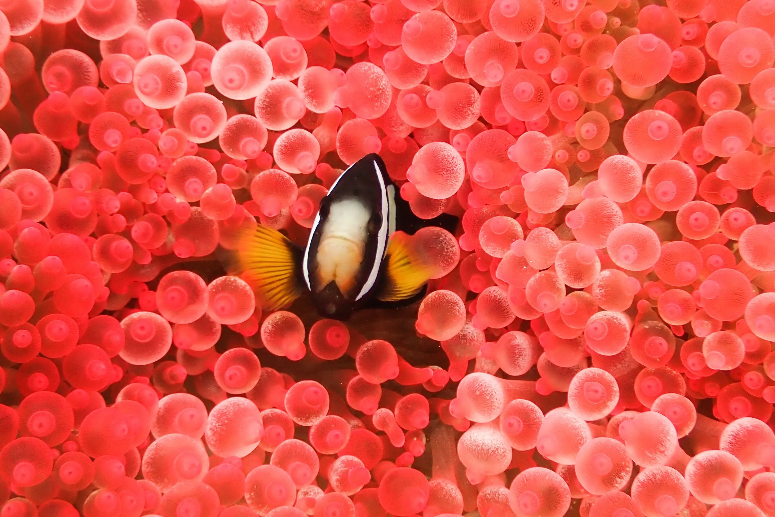 Underwater photography by Selina Cheng, clownfish
