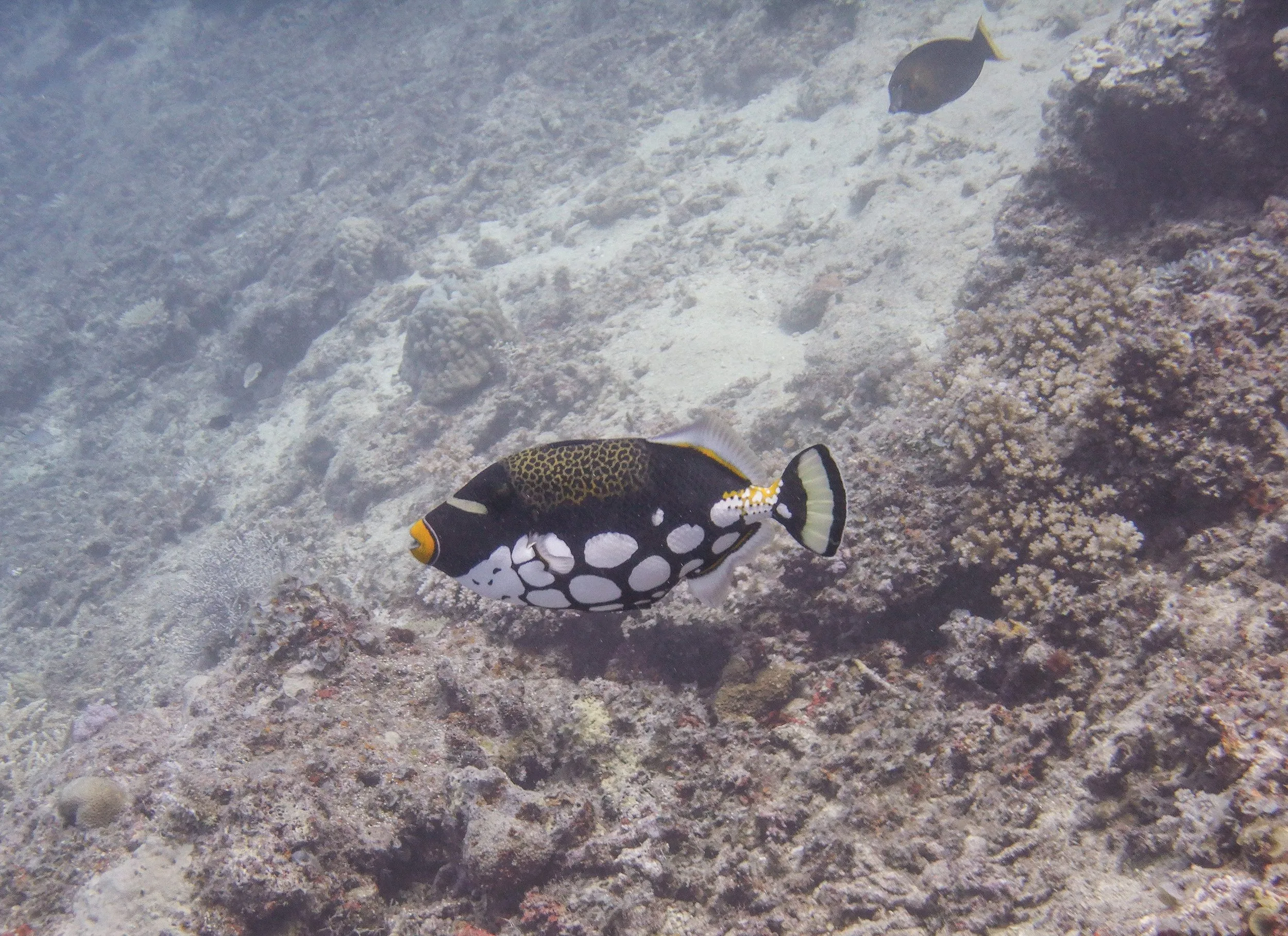 Underwater photography by Selina Cheng, clowntriggerweb