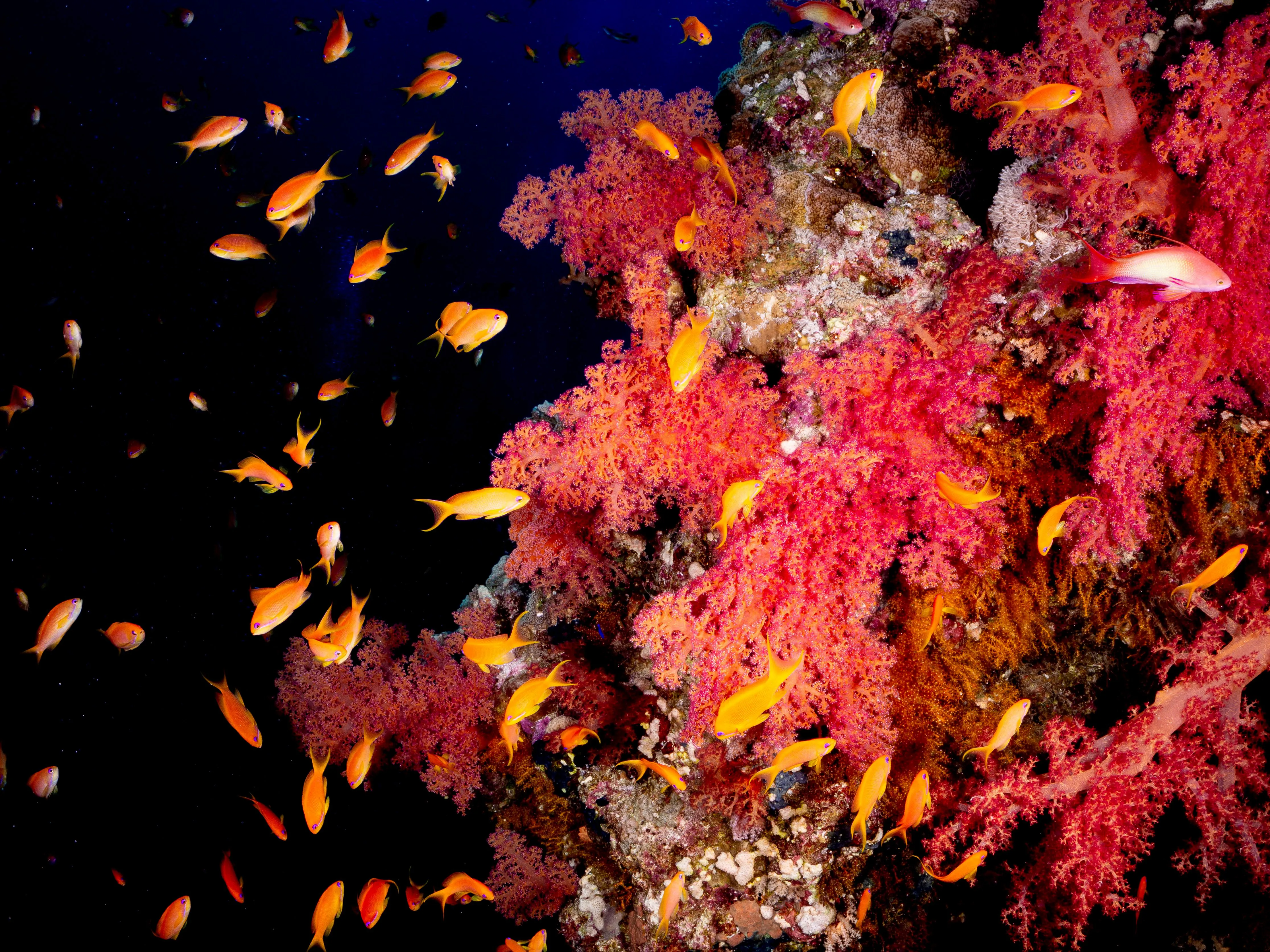 Underwater photography by Selina Cheng, fish