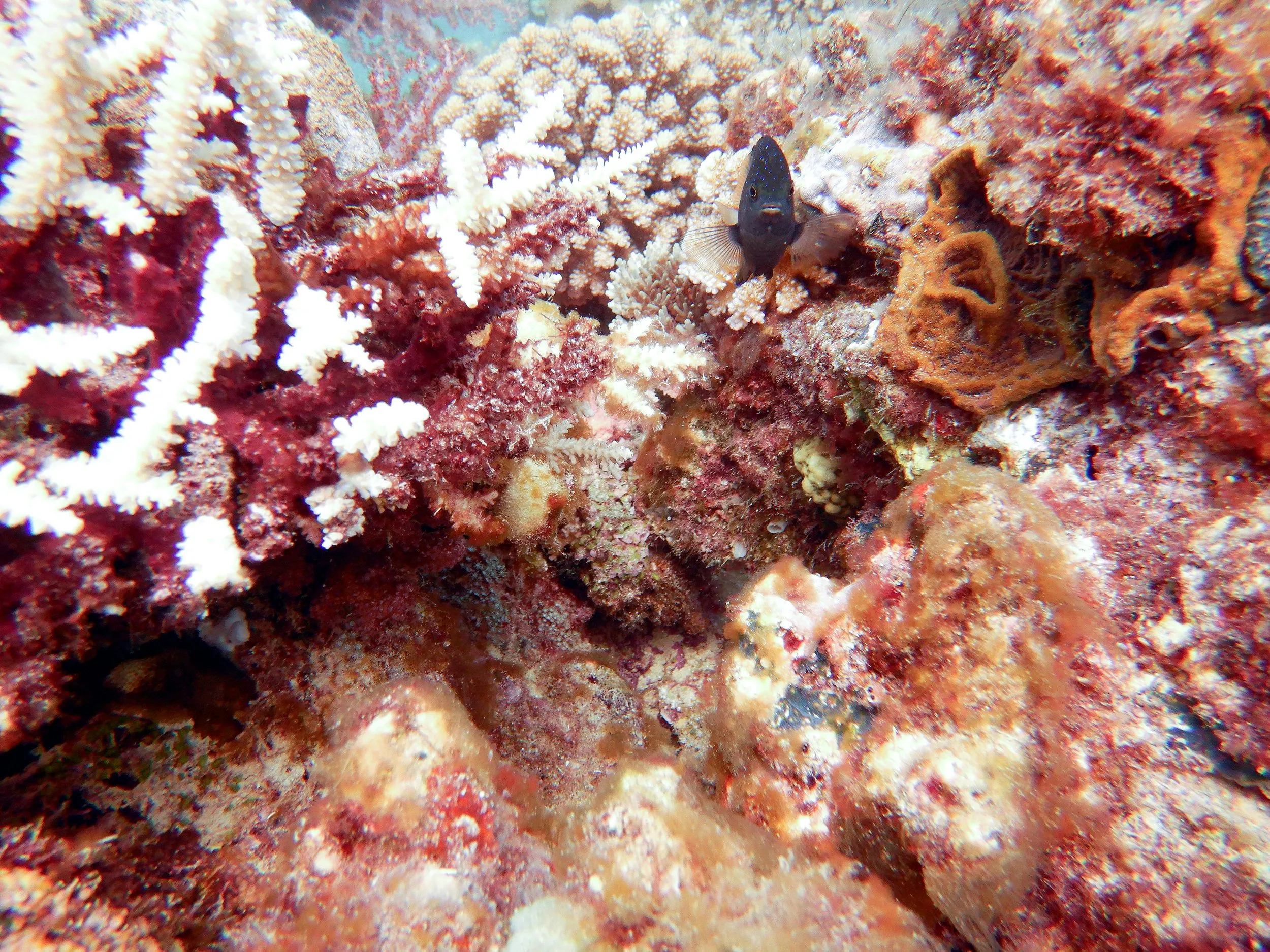 Underwater photography by Selina Cheng, fish3