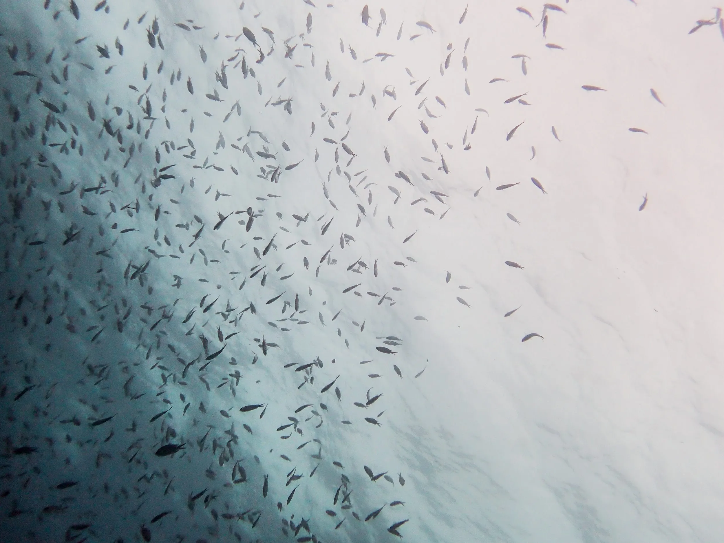 Underwater photography by Selina Cheng, fishsurface