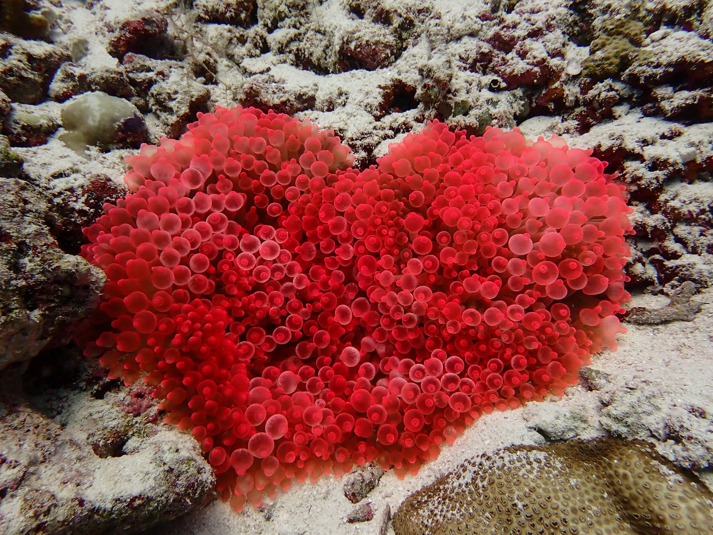 Underwater photography by Selina Cheng, heartanomenee