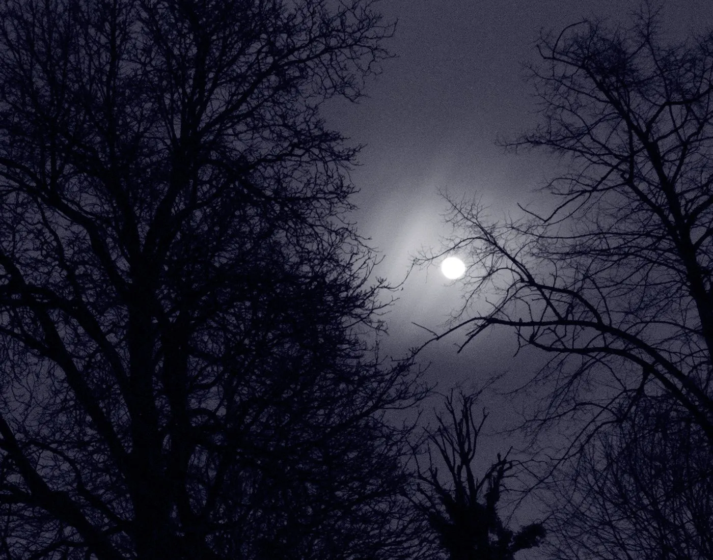 Nature photography by Selina Cheng, moonnight