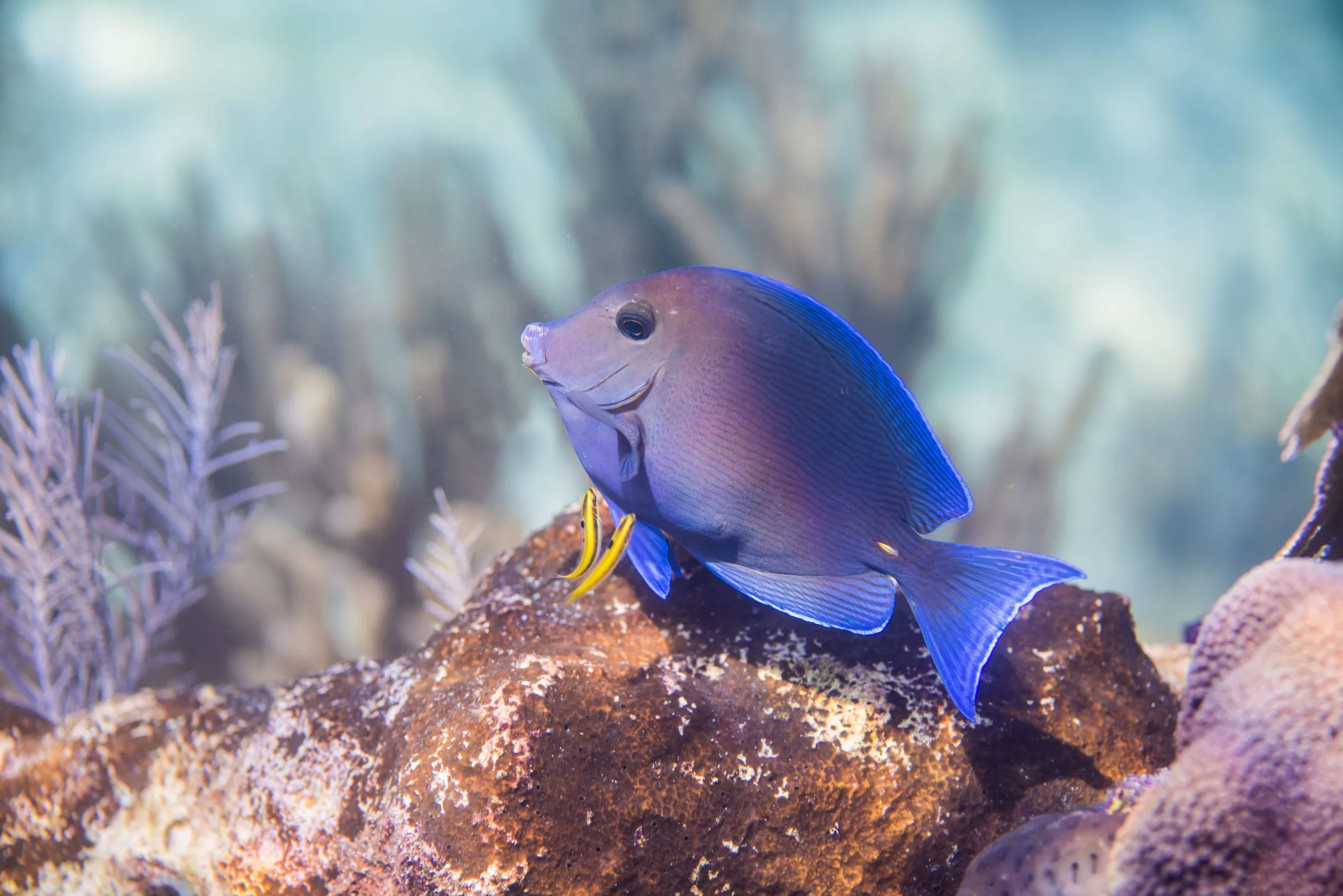 Underwater photography by Selina Cheng, surgeonfish
