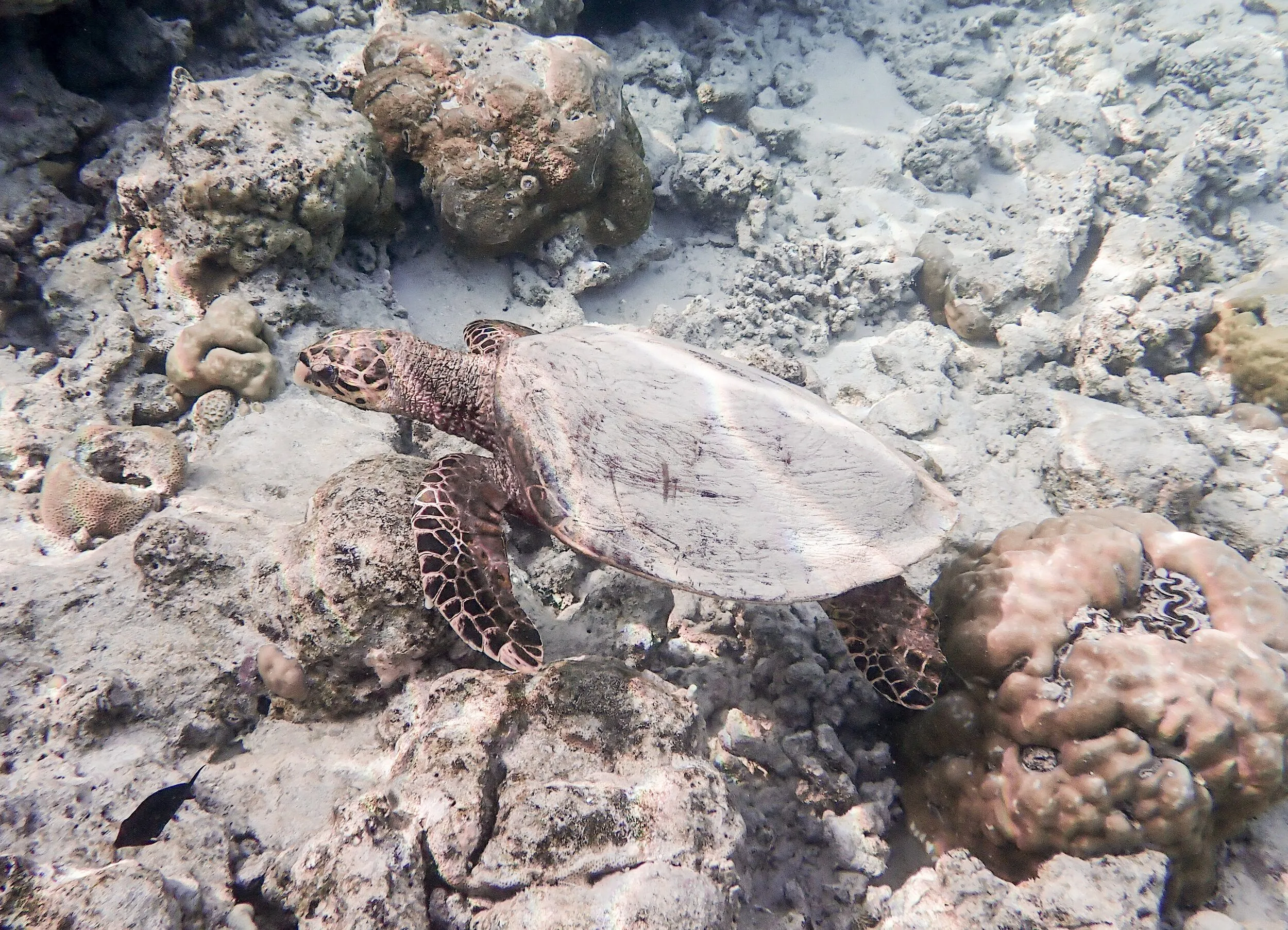 Underwater photography by Selina Cheng, turtle2