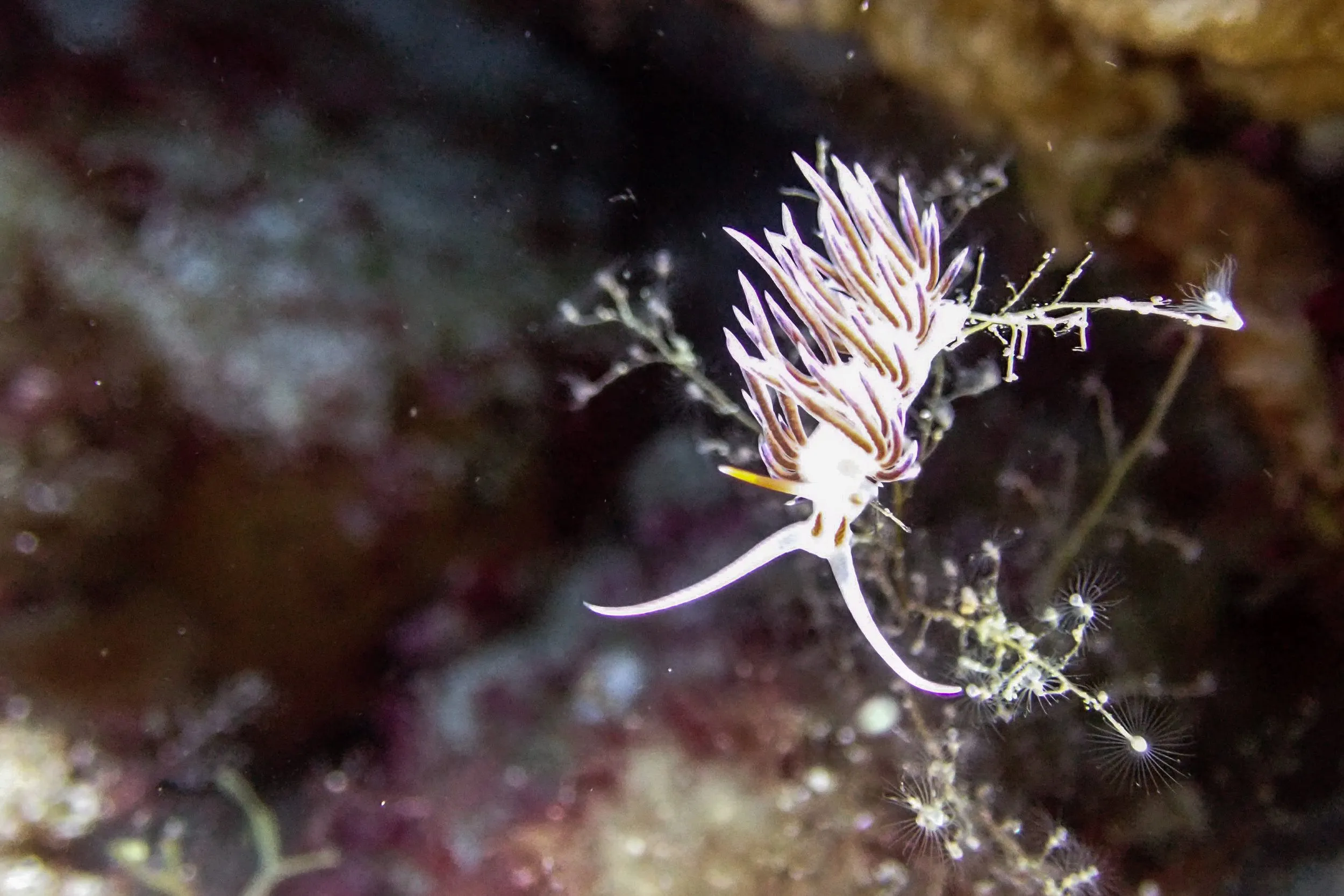 Underwater photography by Selina Cheng, whtnudi