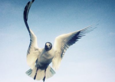 Wildlife Photography